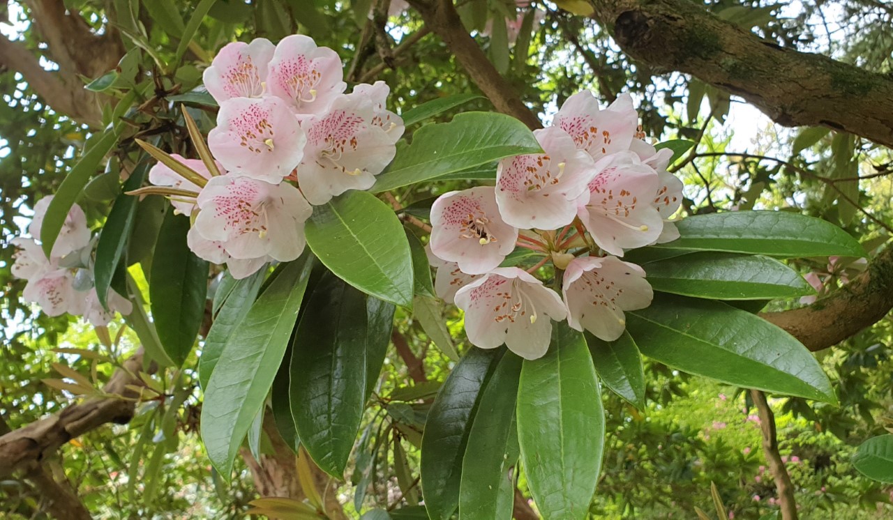 R. agyrophyllum ssp. hypoglaucum